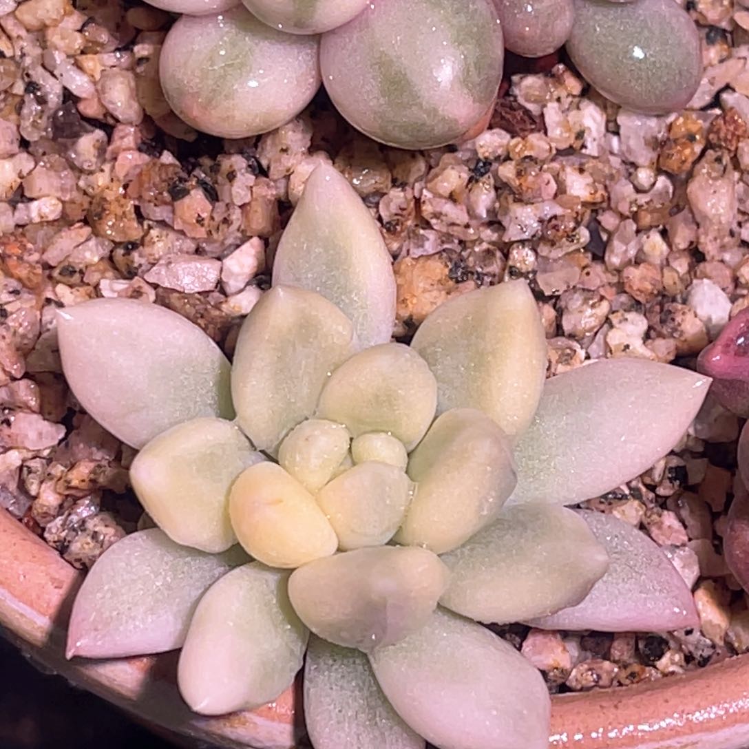 多肉特价红蜻蜓锦头盖