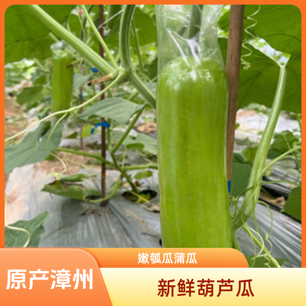 瓠瓜 蒲瓜  葫瓜 西葫芦 原产地福建漳州 现摘包邮