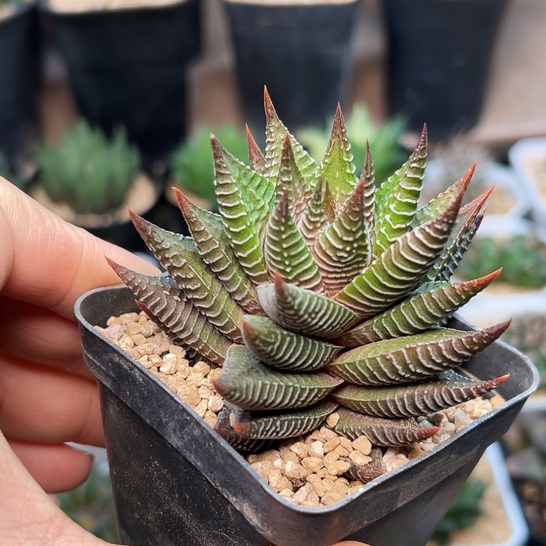 白马城硬叶十二卷一颗