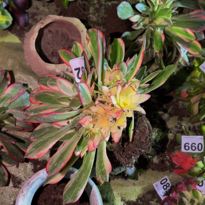 982黑魔锦多肉植物不售后