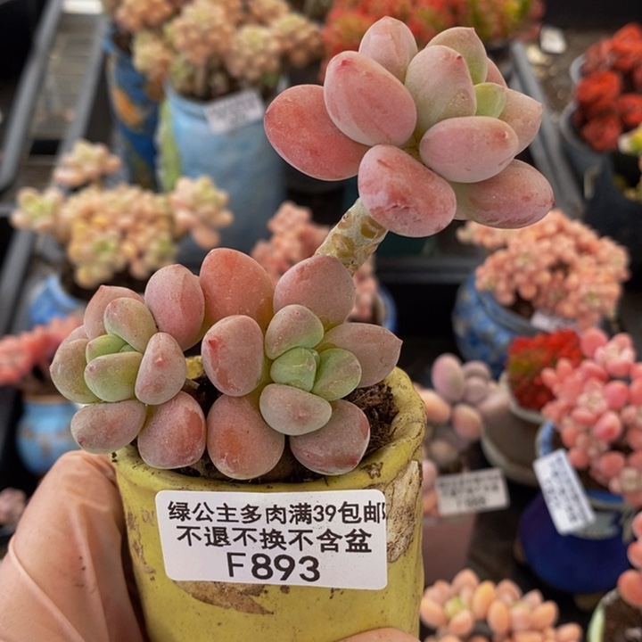 樱花洛神893多肉植物