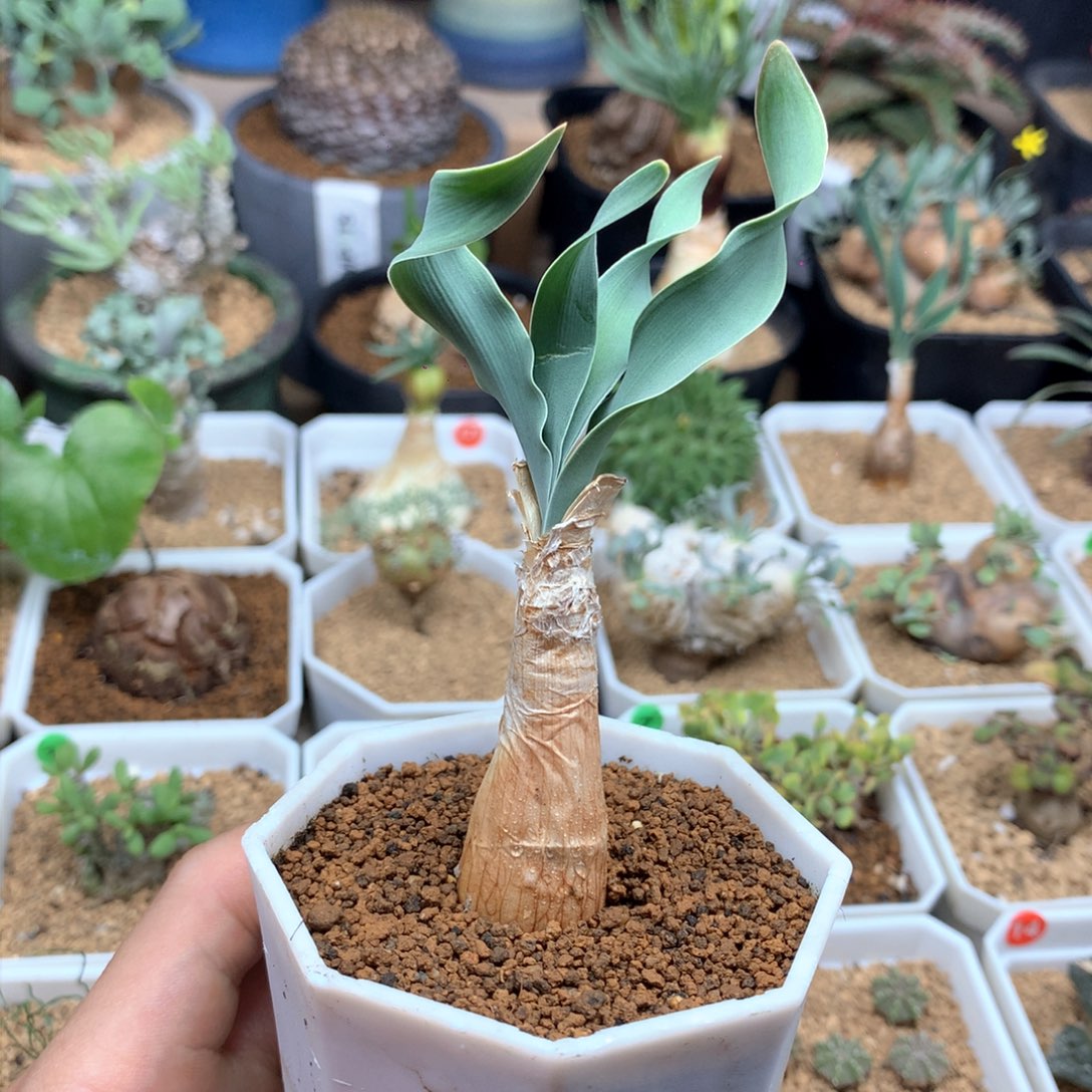 巨凤之卵带盆发货1.8