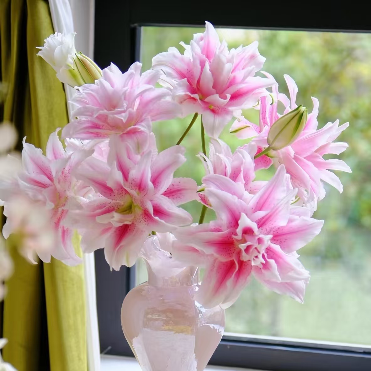 3枝伊莎贝拉多头百合12-15个花苞（小花苞）【两单顺丰或京东快递】