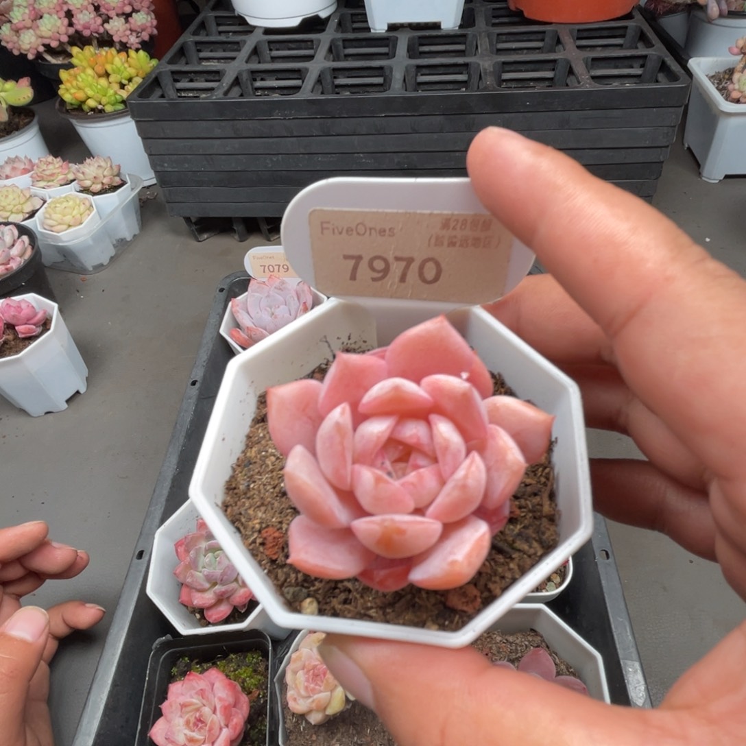 7970恩宠 4.0厘米