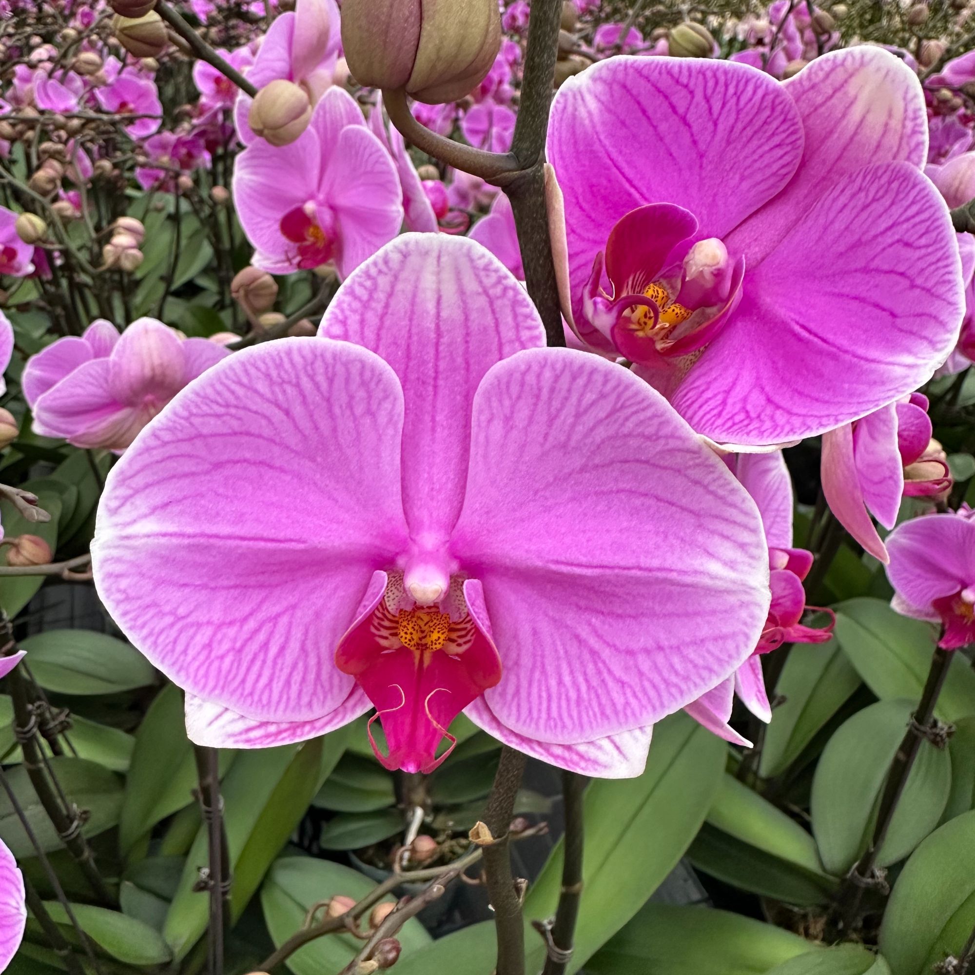 【海洋之星 3.0寸】蝴蝶兰高档鲜花盆栽