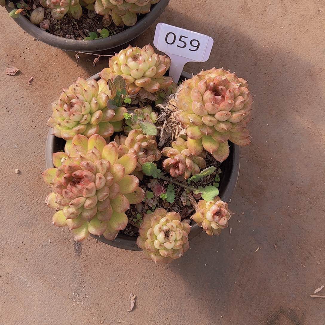 小**?059黑水晶20。。。。