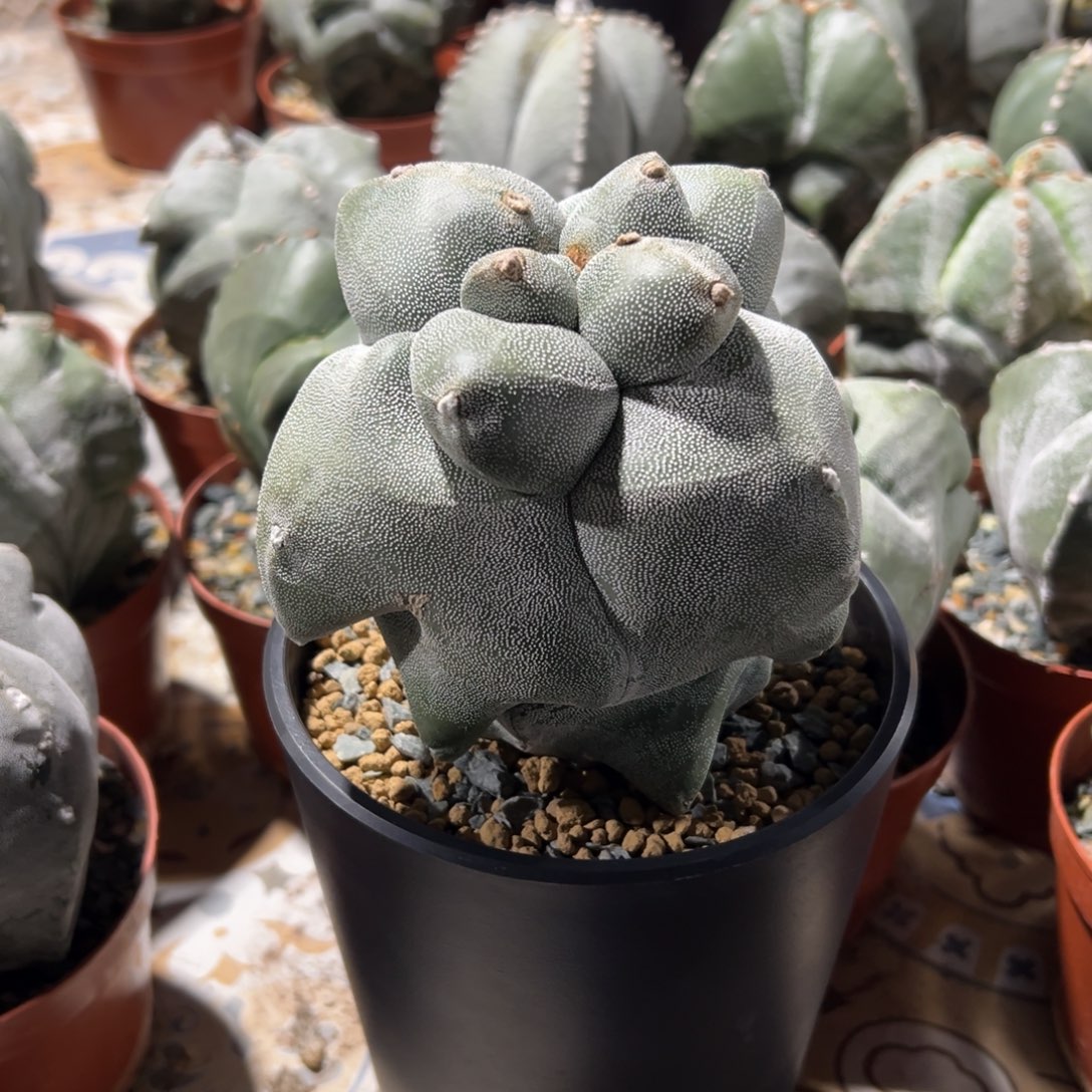 角尤麒麟Wwwwwwwwww