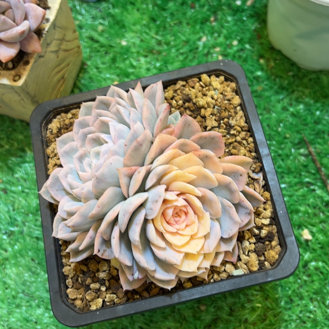 ，，，，，，，，，，，，，，，，，，，