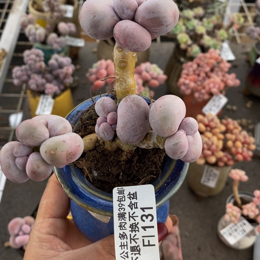 芭比奶酪131/8c m