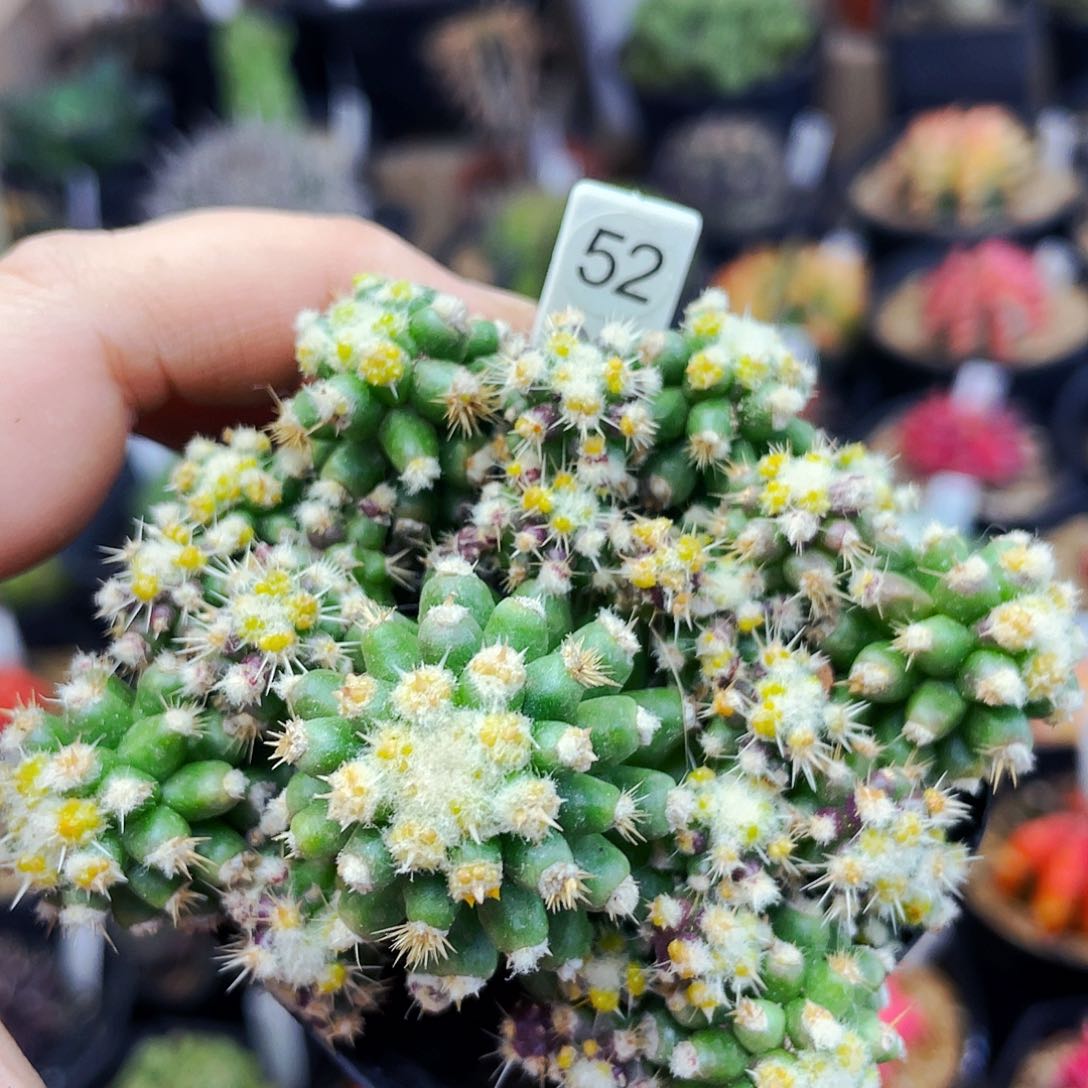 非偏远地区满25包邮仙人球