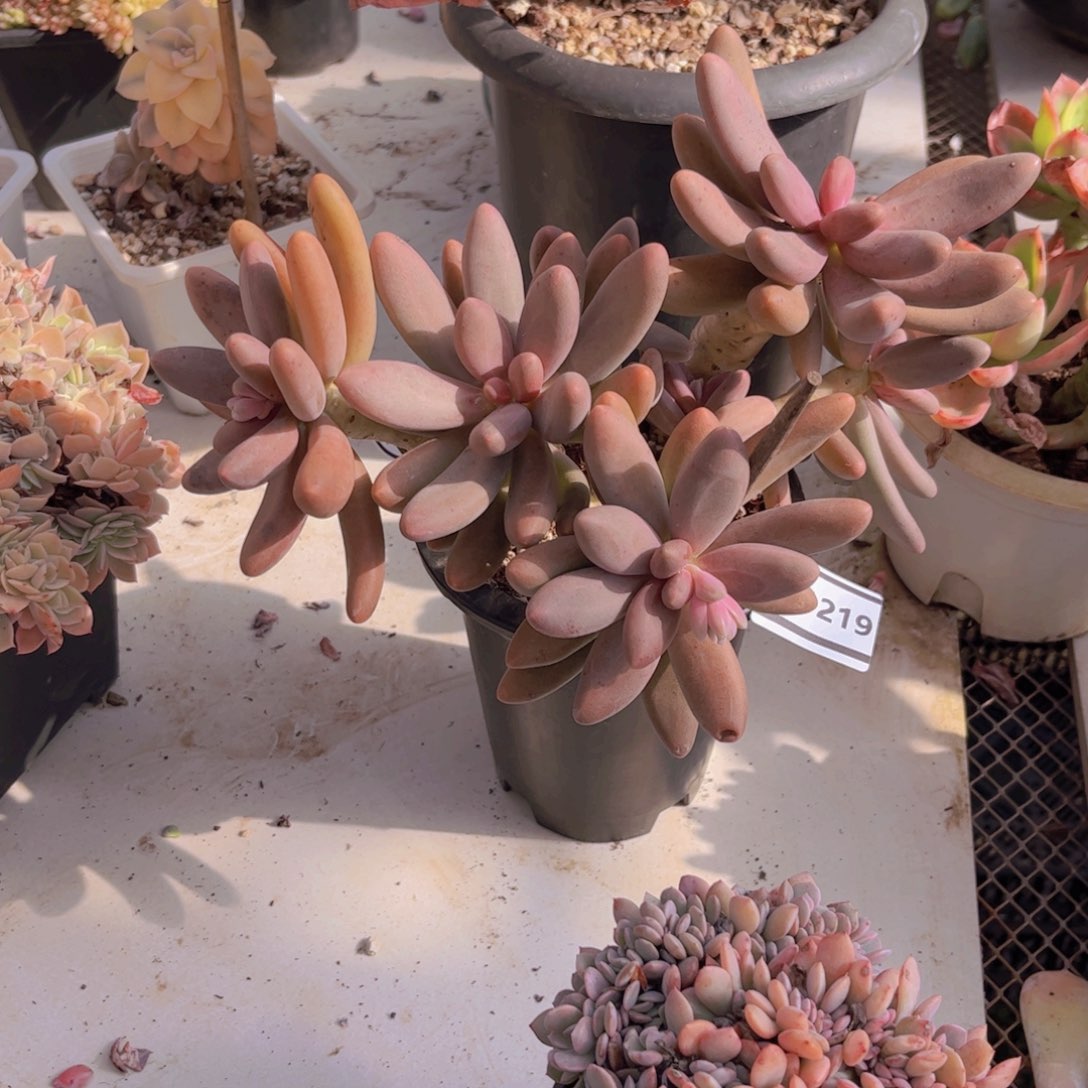 猫***人糖果美人多肉植物31219