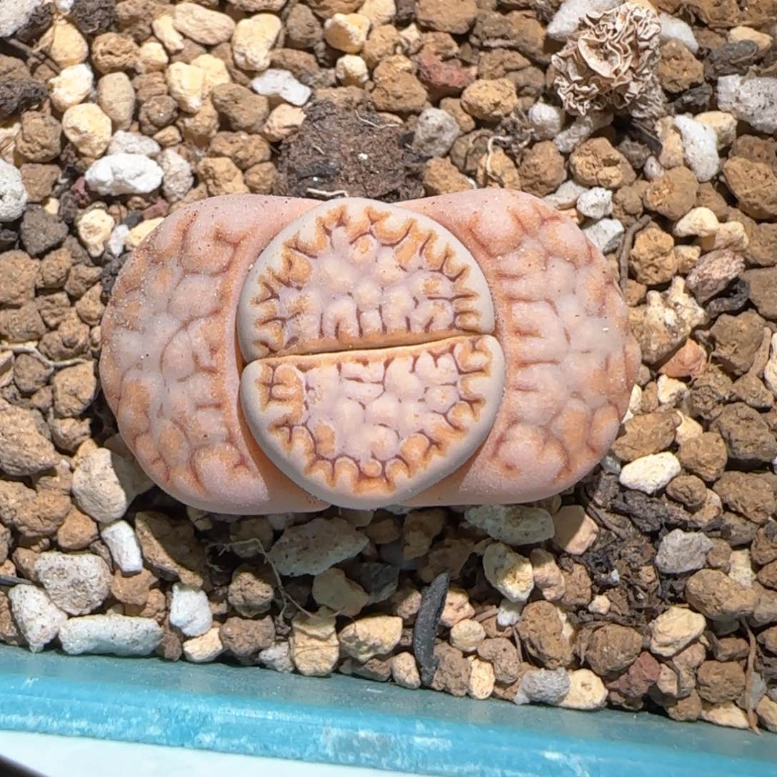 3.4，217饼干一颗，9014