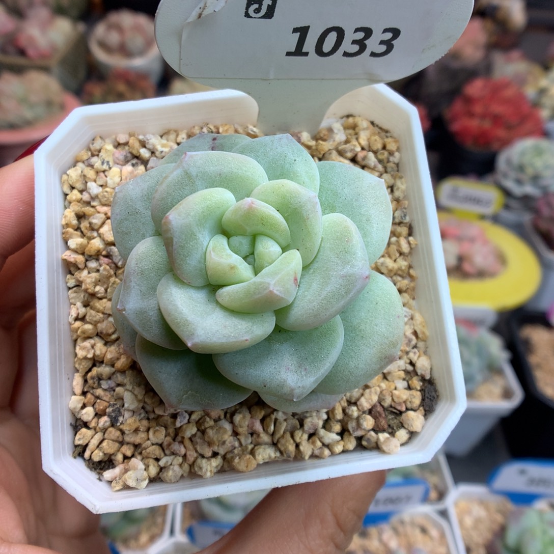 1033冰玉石化新年快乐