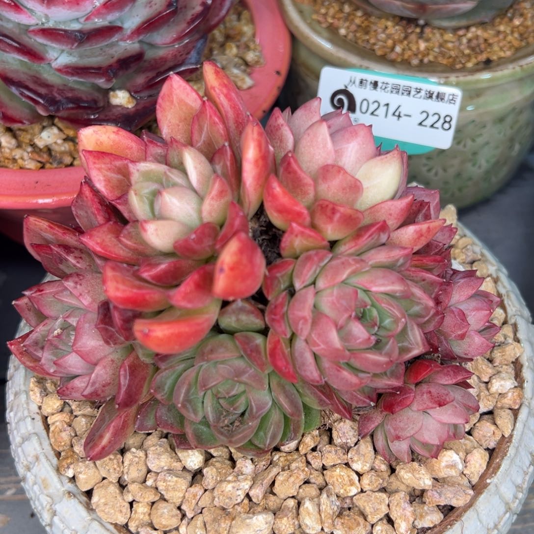 从前慢多肉精选编号0214.228