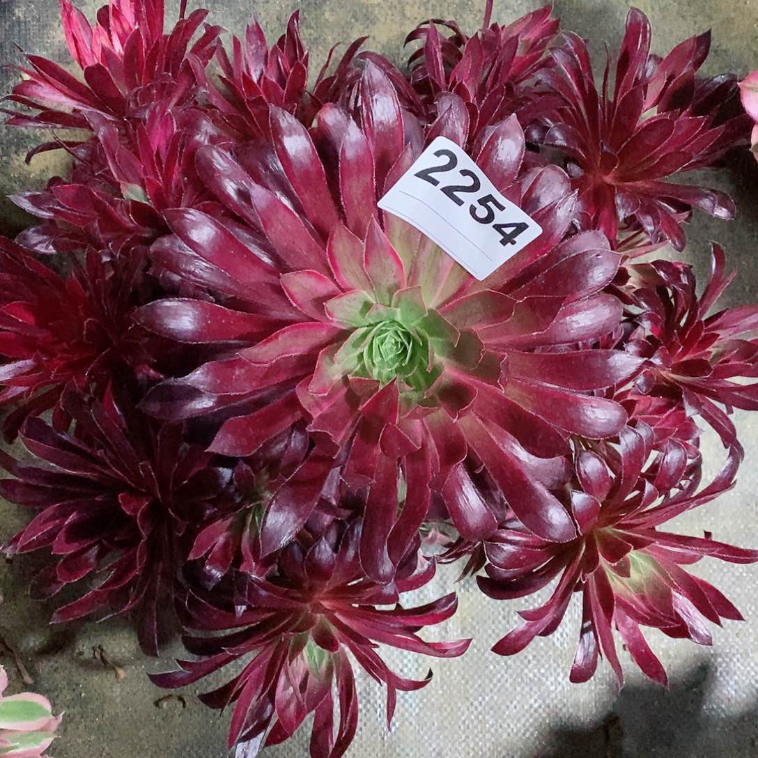 红陶2254孔雀锦4多肉