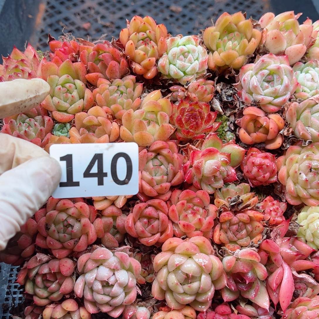 用****1多肉植物多肉植物