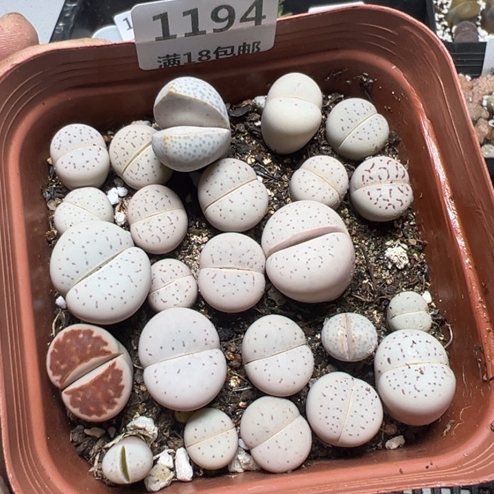 【闪购商品】 1194。    