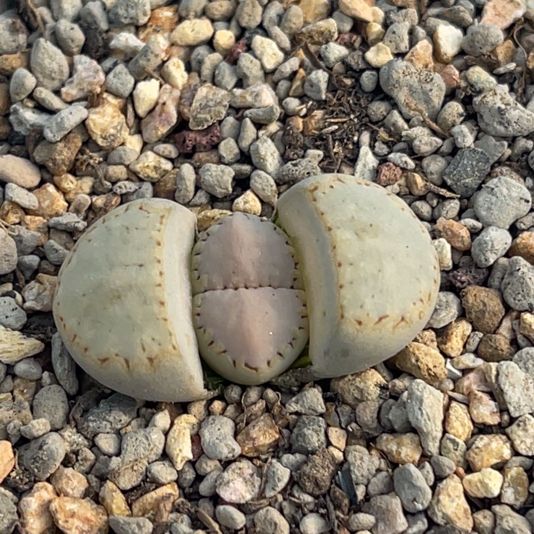 8203净窗金边饼干一颗