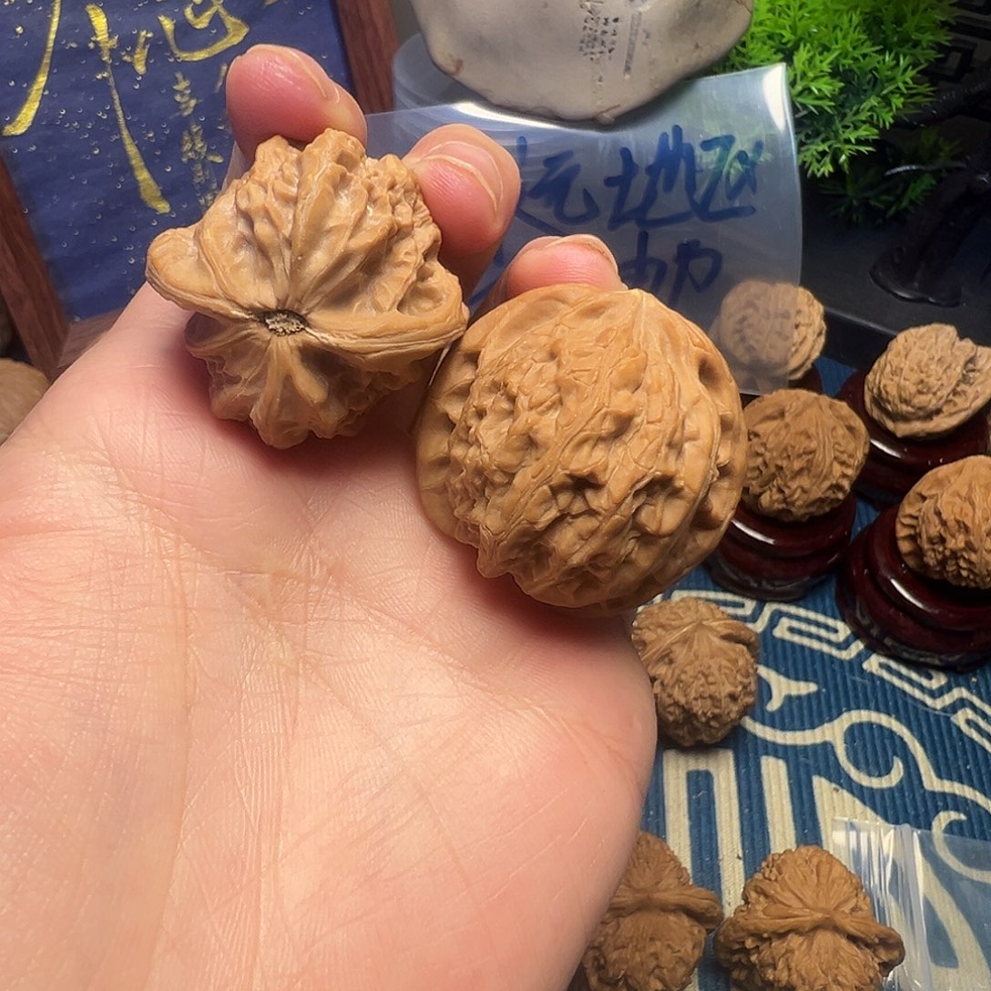 35尺白茬龙胆元宝（福利