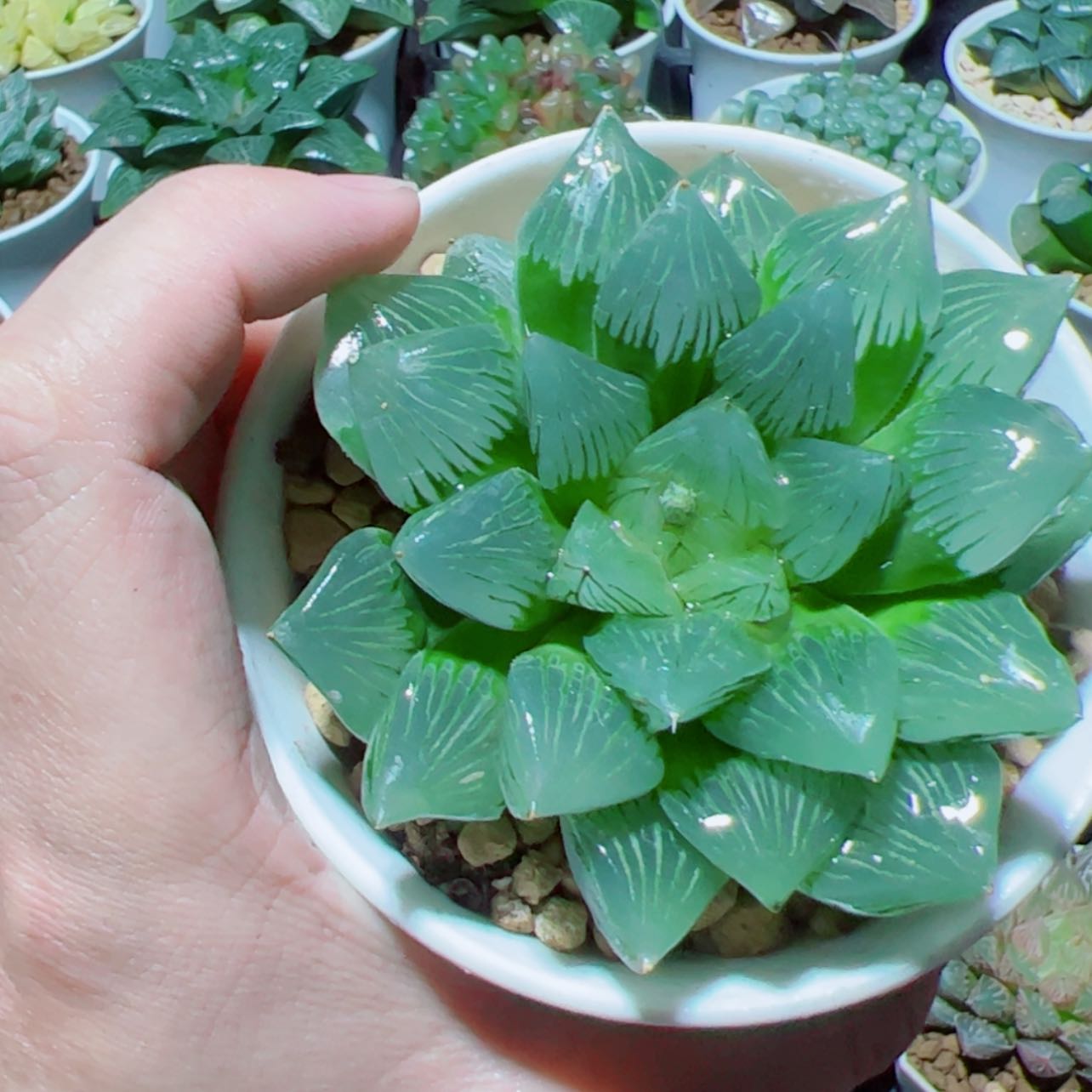 【闪购商品】赤焰玉潭寿