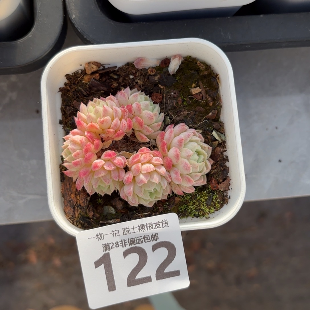 羊脂球缀无盆土发货