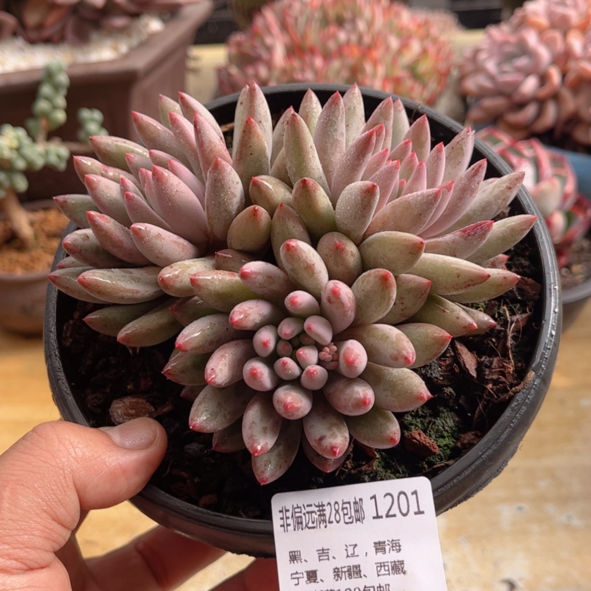 【闪购商品】1201虞美人