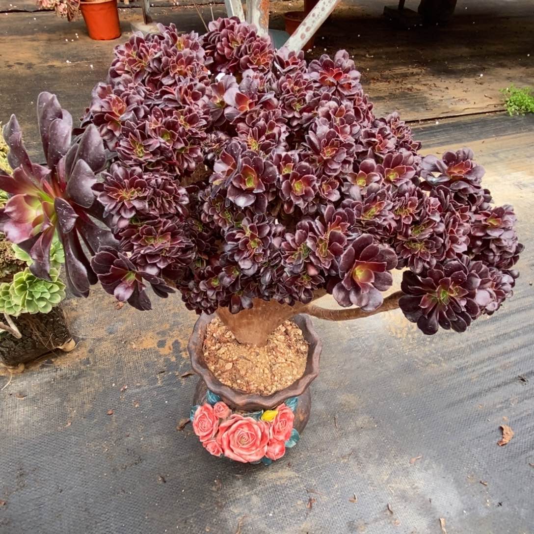 无花朵梅花朵朵缀