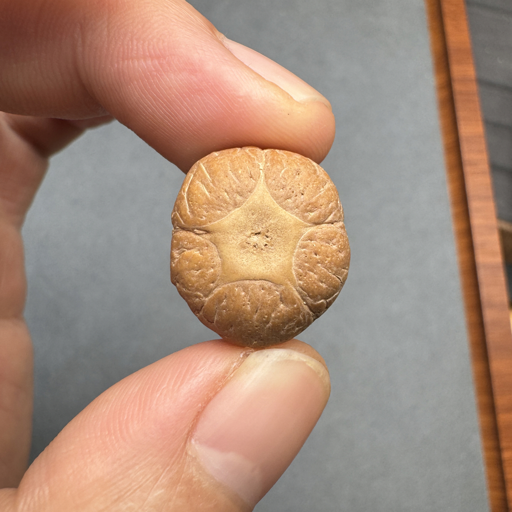 精品20+尼泊尔梅花五星上将菩提凤眼三通佛头，非质量问题开孔不退
