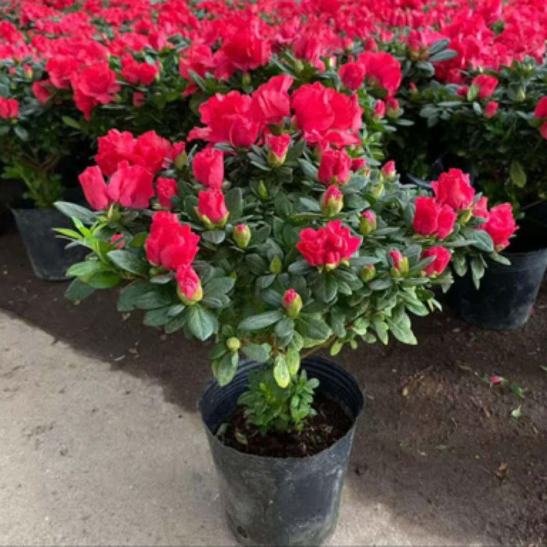 杜鹃花盆栽四季老桩开花花苞室内不断好养植物阳台花卉耐寒年宵