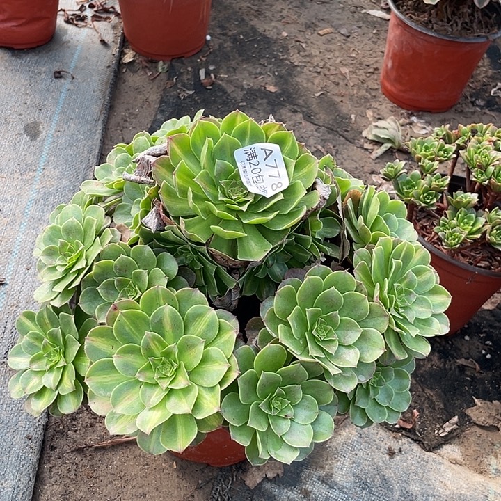 778万圣节多肉法师