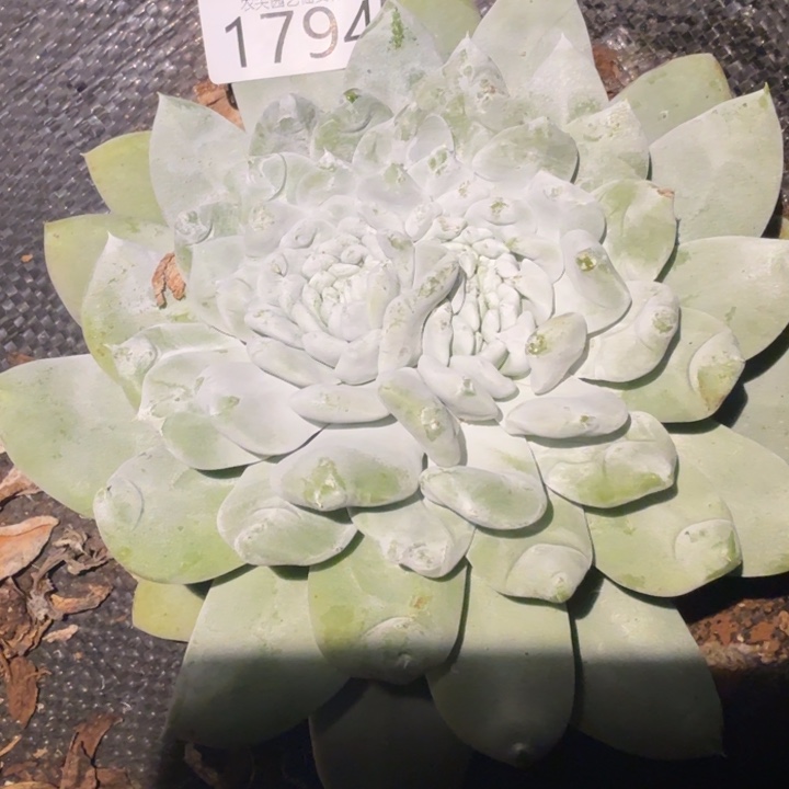 我***p3代杂交仙女杯多肉福利