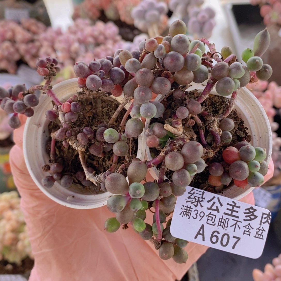 紫泡泡2棵607多肉植物