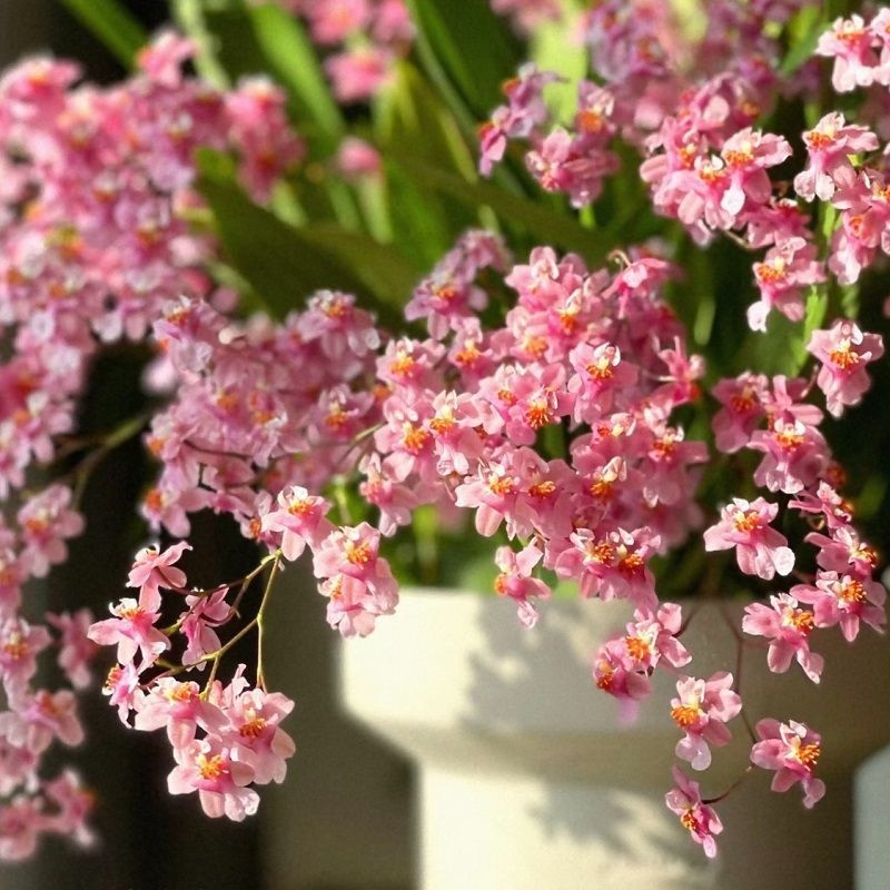 【文心兰】正品苗浓香型梦香兰春兰花卉清香建阳台花卉绿植庭院植物