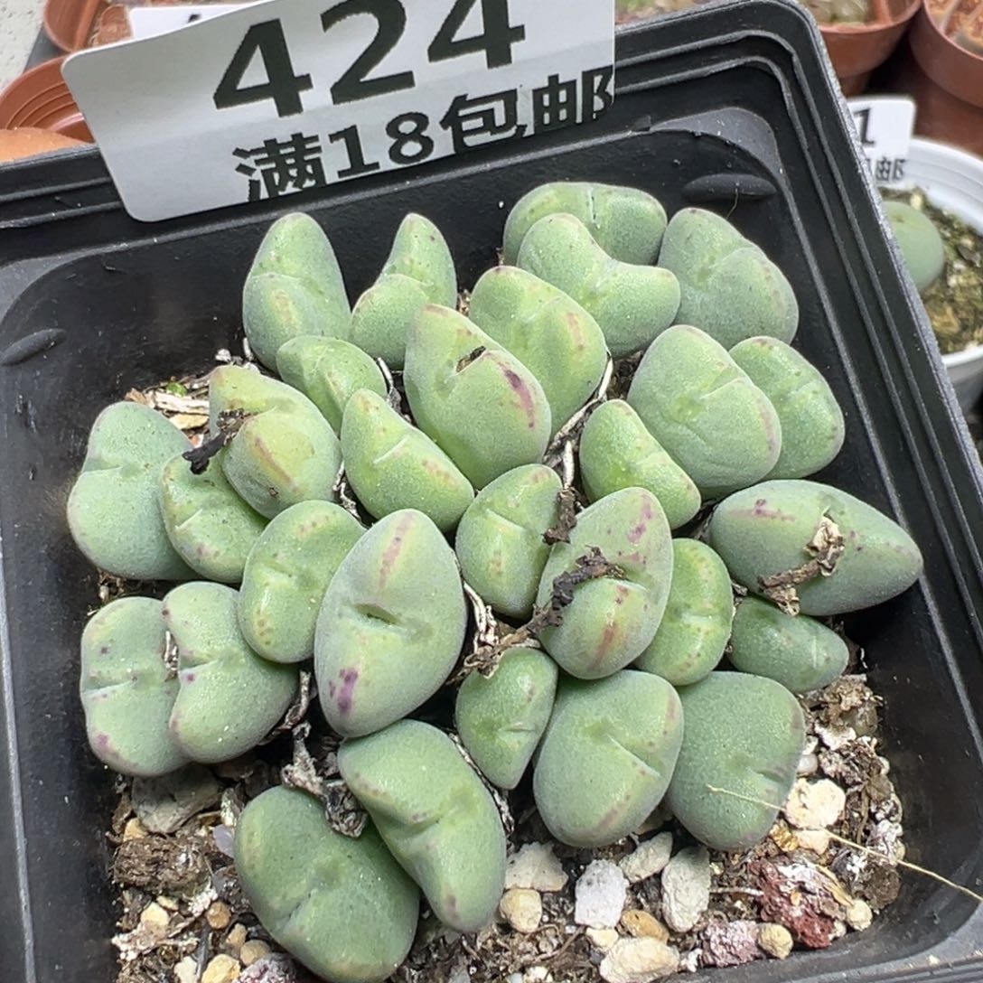 【闪购商品】 424。   