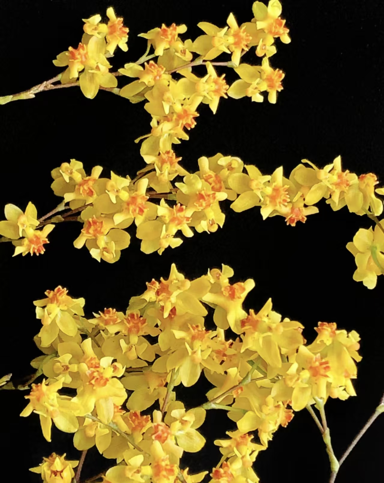 金边黄【梦香兰】浓香兰花苗好养易活室内外花卉绿植