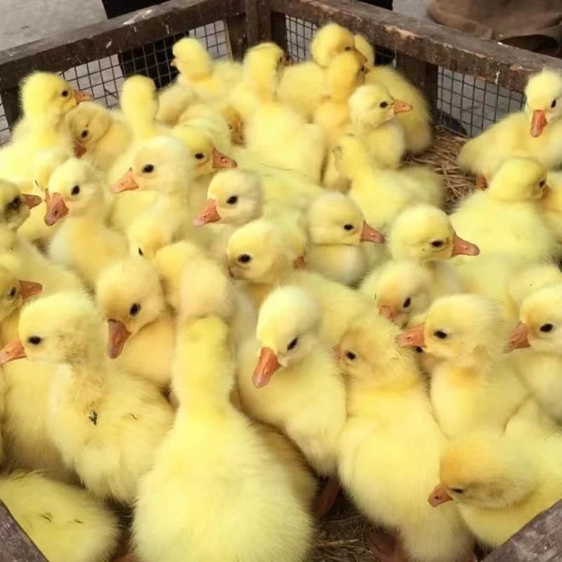 宠物鹅 大白鹅顺风包邮活泼可爱