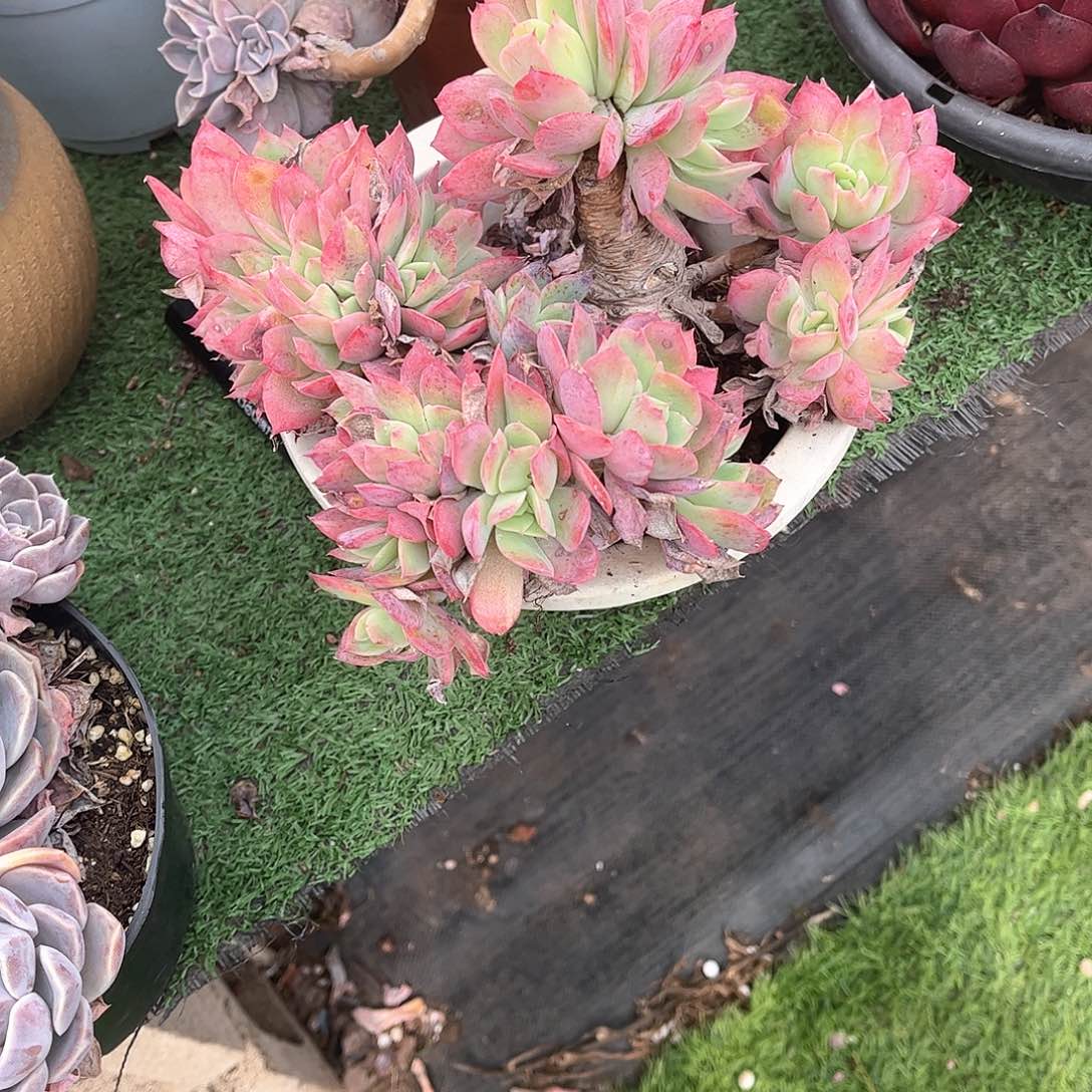 如*绮罗多肉植物保护29