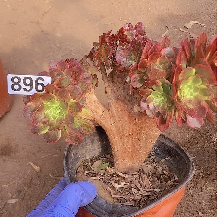 896万黄缀化老板子有断指