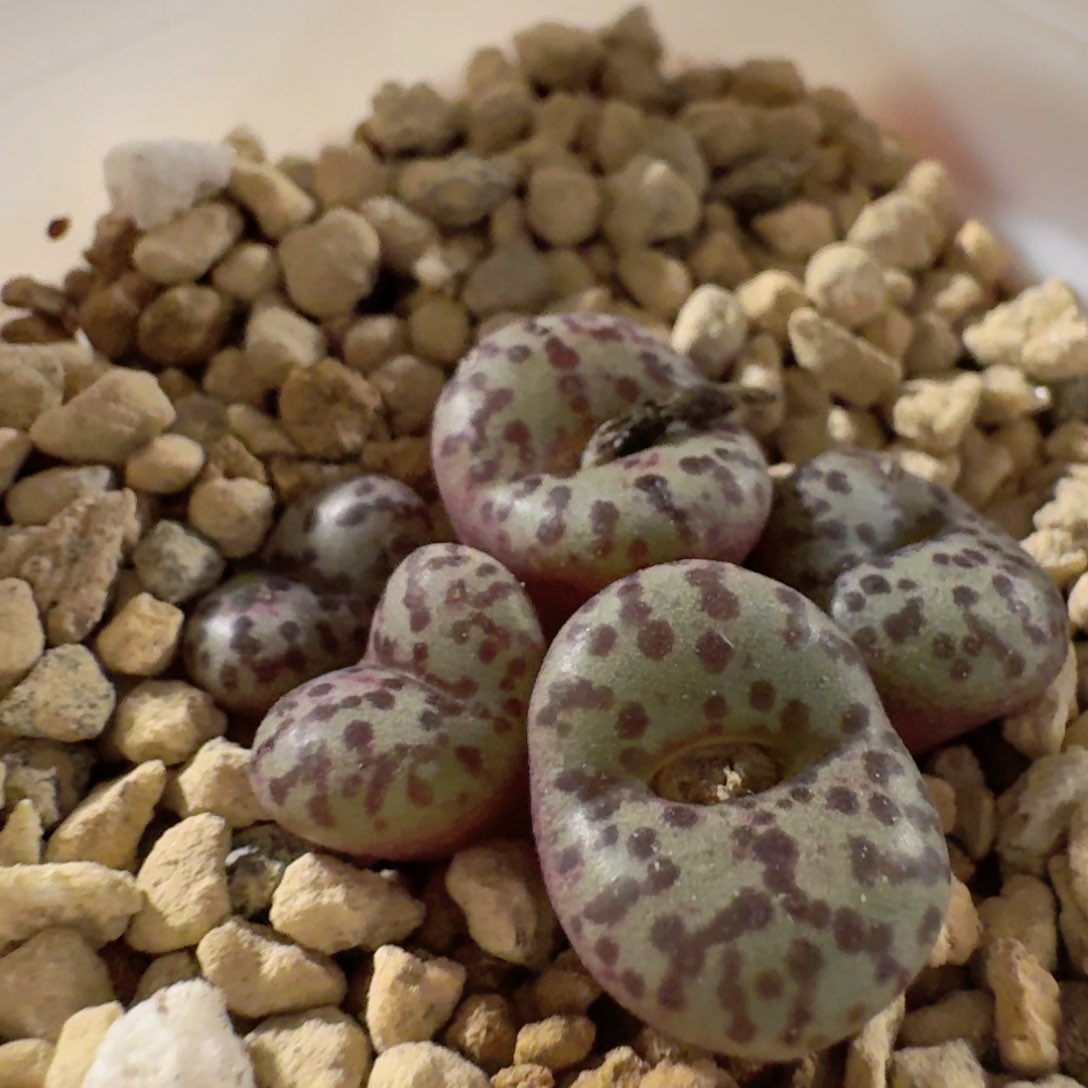 带土球发货............