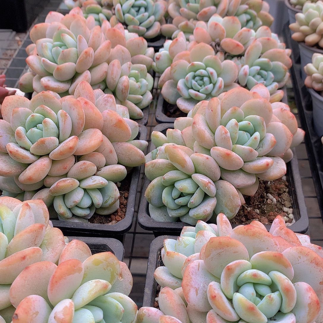 老庄冷香大裙245678889990