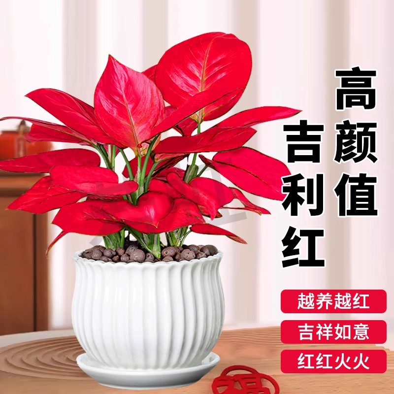 吉利红如意皇后盆栽室内客厅花卉绿植办公室桌面好养净化空气
