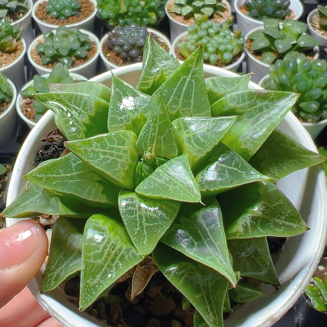 万象盆绿蛙寿母本玉露