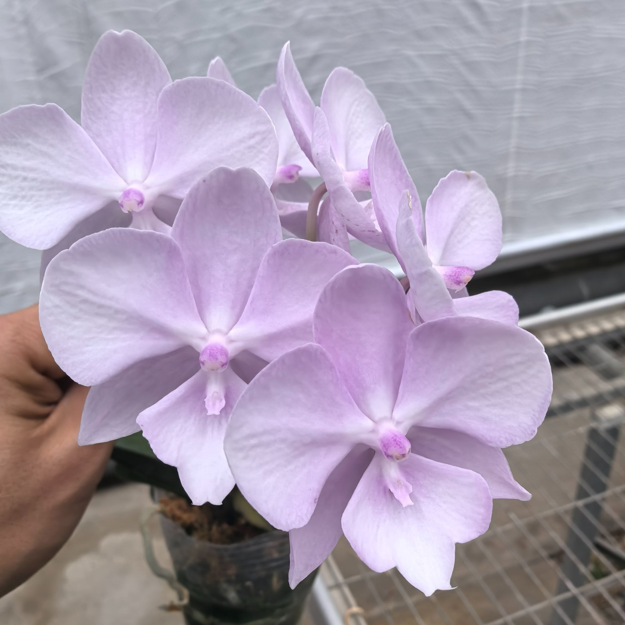 蝴蝶兰盆栽神仙姐姐3.0寸苗1株（叶片微瑕，已来梗）