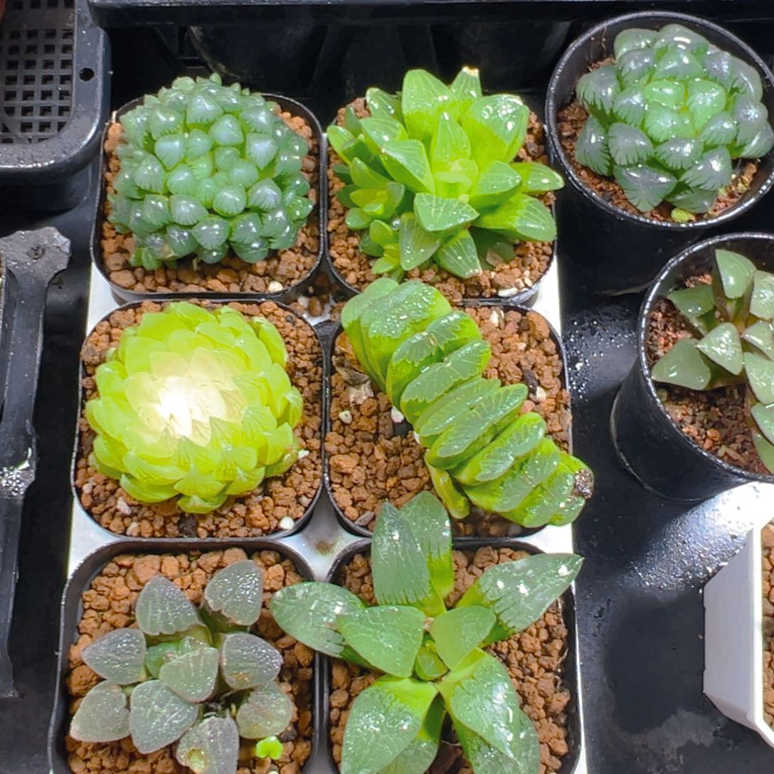 新人套餐玉露6颗多肉