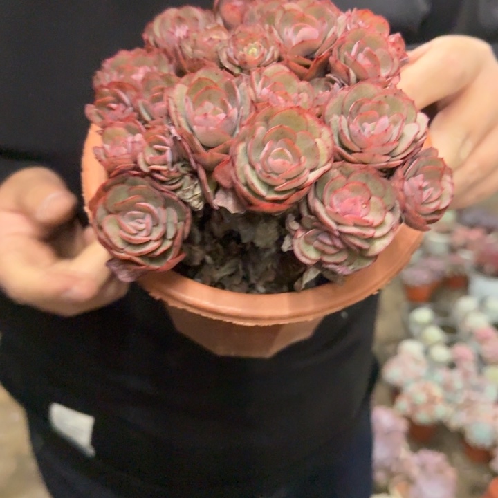 小叶秀妍整装整群