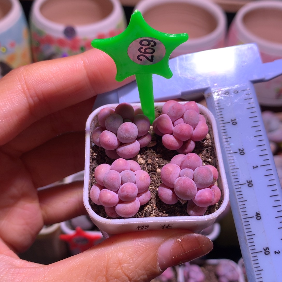 樱花奶 小书肉奶酪多肉 