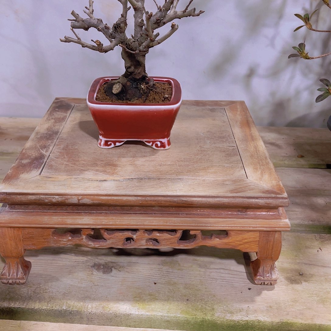 红陶直播时间一直一直