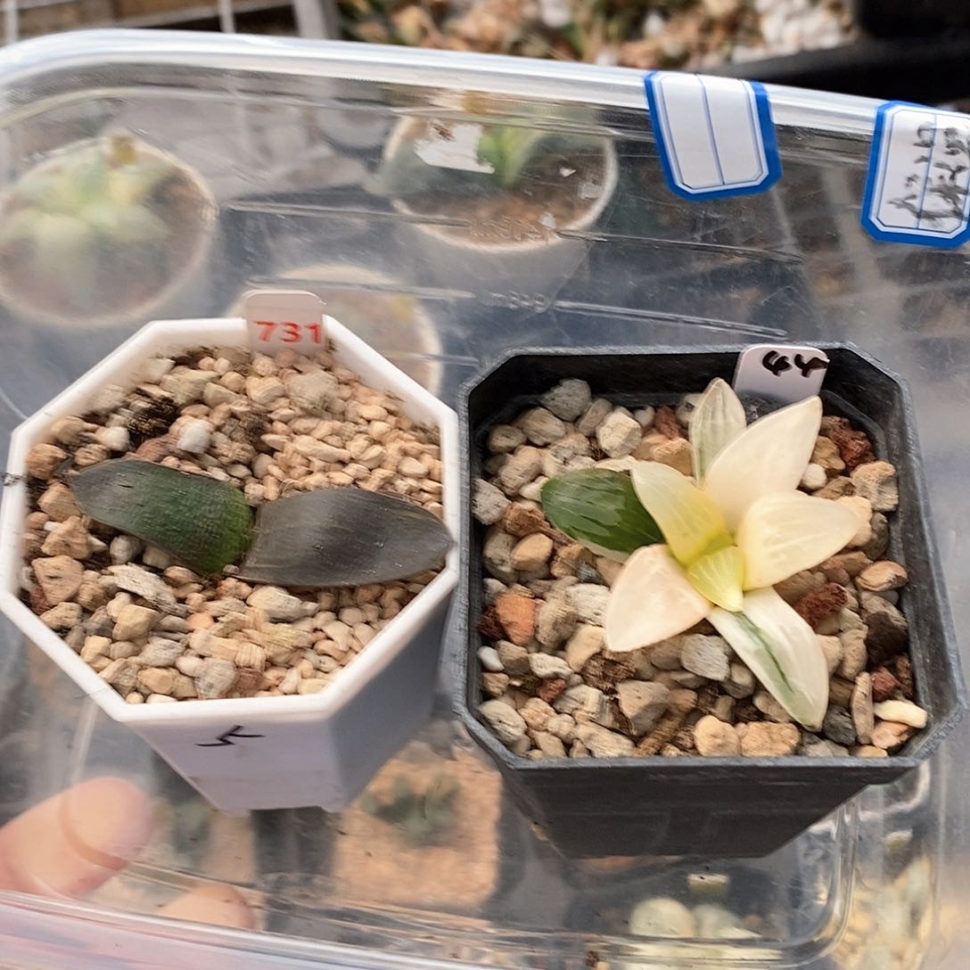 731号两颗一物一拍特价的