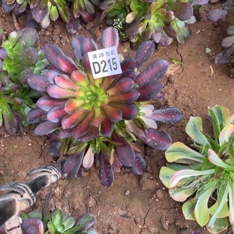 215华纳二十包邮