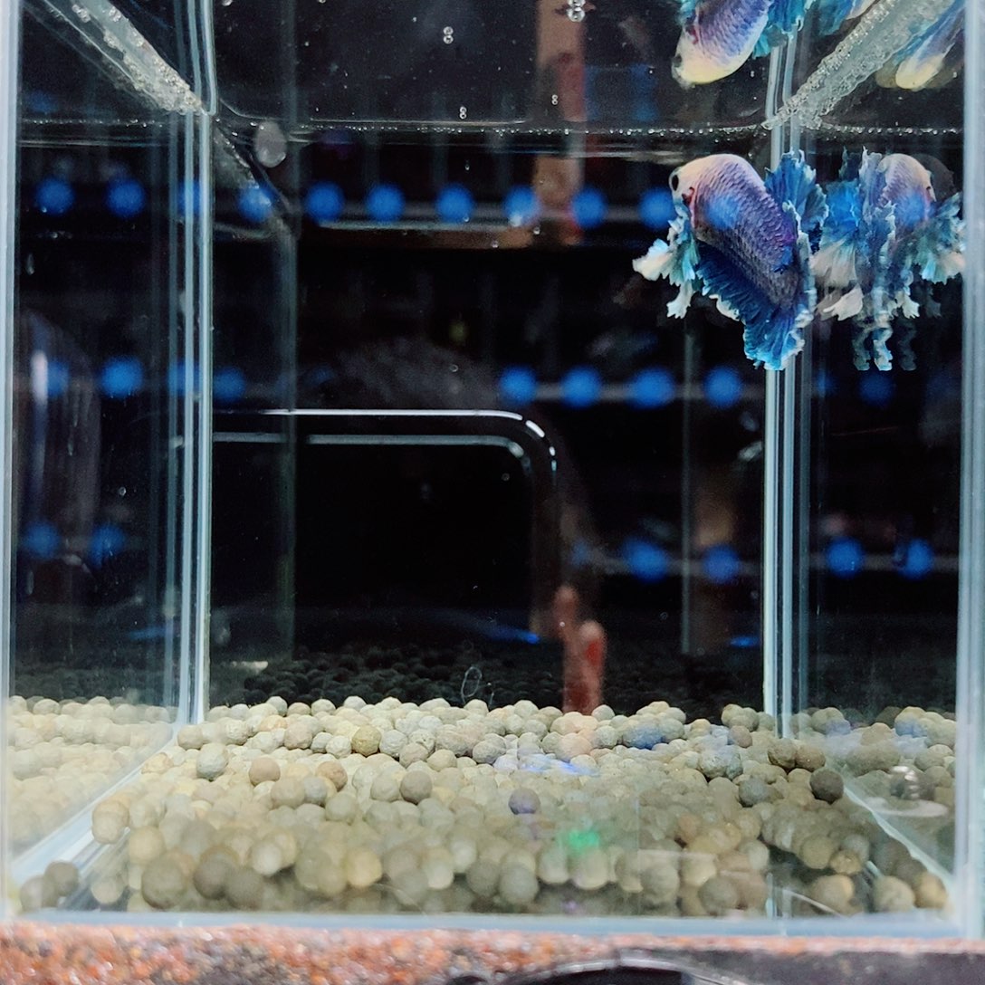 杨***里斗鱼黑329号绣球将军